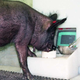 “Ebony” acciona el joystick con su morro.